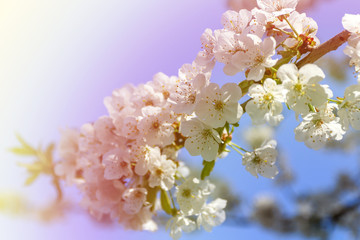 Beautiful cherry blossom flower blooming with neutral background during a sunny spring day.
