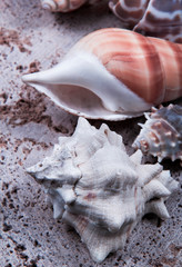 Conch and sea snail shells.