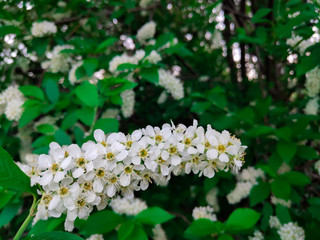 white flowers in the garden