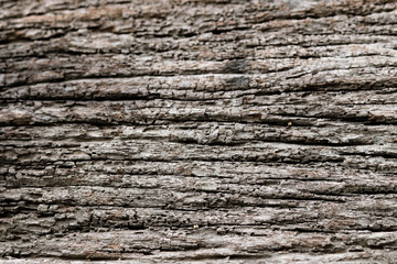 Embossed texture of the brown bark.Tree bark texture. Seamless bark tree texture. texture of bark wood use as natural background