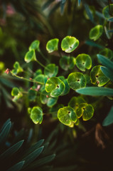 Closeup of green plant