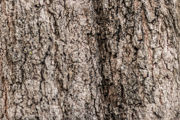 Embossed texture of the brown bark.Tree bark texture. Seamless bark tree texture. texture of bark wood use as natural background