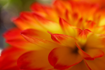 Close up of a dahlia flower during a sunny day. Red and yellow colored flower petals.