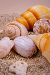 Orange and white alphabet and clam seashells.