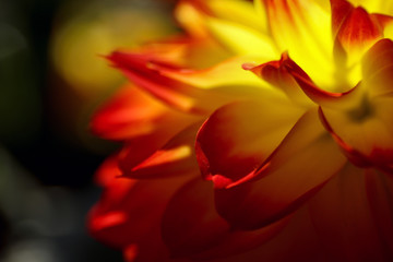 Close up of a dahlia flower during a sunny day. Red and yellow colored flower petals.