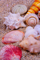 A big collection of beautiful seashells.