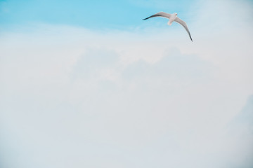 Seagull in the sky