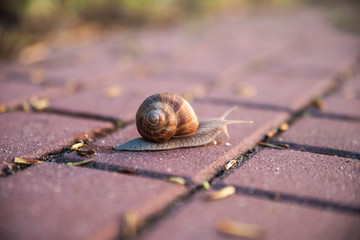 Close up, macro of snail with shell going on the sidewalk after the rain, shallow depth of field