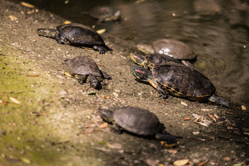 turtles in the water