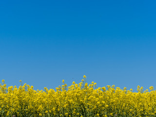 Rapsfeld mit blauem Himmel
