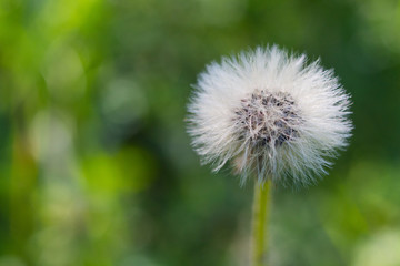 dandelion seed head