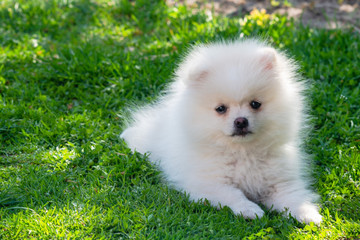 Little white Spitz puppy lies in green grass