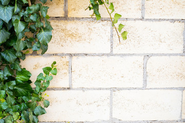 green ivy grows on a brick wall.Decoration for the garden, hedge
