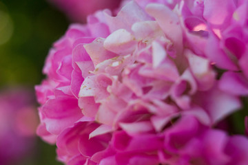 pink rose close up
