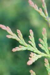 close up of a branch of a pine