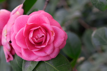 Soft selective focus of Camellia japonica known as common camellia, Red pink japanese camellia flowers or the rose of winter in the garden, Natural floral background.