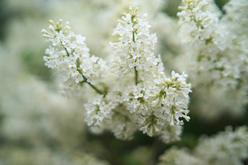 Syringa (white) is a genus of 12 currently recognized species of flowering woody plants in the olive family (Oleaceae), native to woodland and scrub.