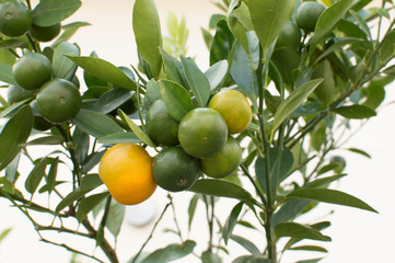 様々な熟の度合いの柑橘系のヒラミレモン