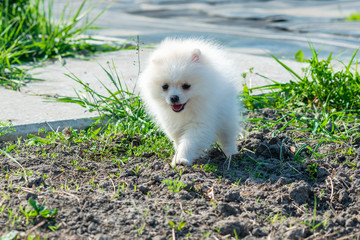 Little Spitz puppy white color in nature, dog in the country