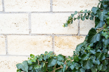 green ivy grows on a brick wall.Decoration for the garden, hedge