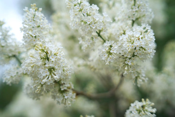 Syringa (white) is a genus of 12 currently recognized species of flowering woody plants in the olive family (Oleaceae), native to woodland and scrub.