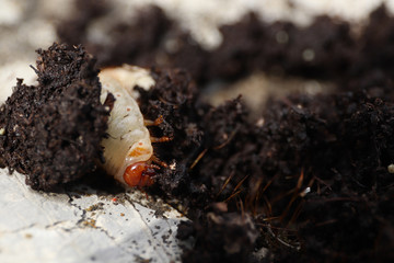 Close up of larva of the chafer beetle (lat. Melolontha) in brown mold.