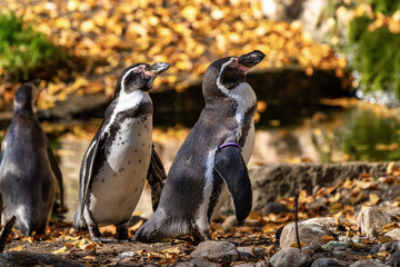Humboldt Penguin, Spheniscus humboldti in the zoo