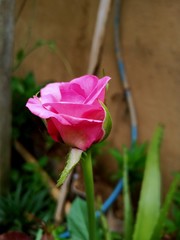 pink rose in the garden