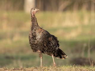 Beautiful Turkey enjoys the sunset