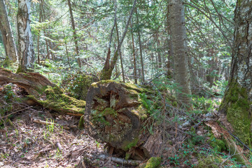 Old, rotten, fallen trees in the forest covered with moss