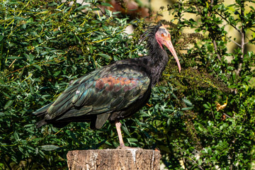 Northern Bald ibis, Geronticus eremita in the zoo