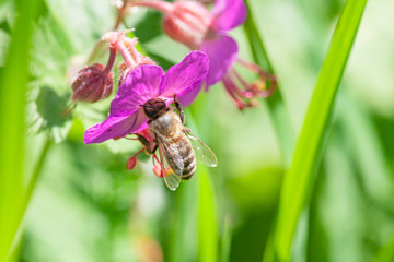 Biene auf einer Blüte