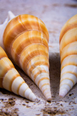 Some orange horse conch seashells.