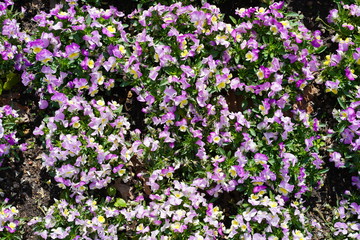 Fototapeta premium Blumenbeet aus Stiefmütterchen im Sonnenlicht