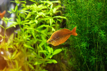 orange fish 