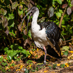 Straw-necked Ibis, Threskiornis spinicollis in the zoo