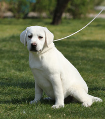 yellow labrador in the park