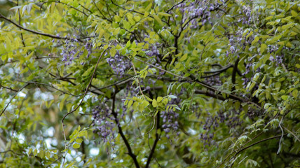 Obraz premium green leaves background