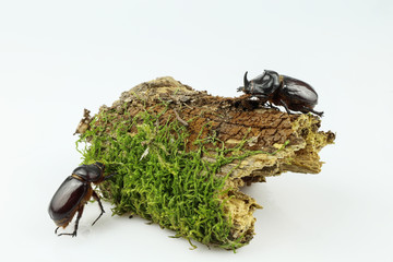 Close-up of a pair of rhinoceros beetle on wood overgrown with moss separated on a white background. Female and male of the European rhinoceros beetle (Oryctes nasicornis)