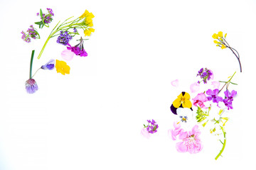 Edible flowers on the white background