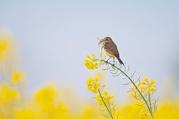 An adult yellow wagtail perched with nest material in its beak on the blossom of a rapeseed field.