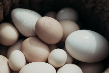 eggs in a box. different eggs 