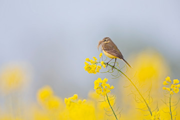 An adult yellow wagtail perched with nest material in its beak on the blossom of a rapeseed field.