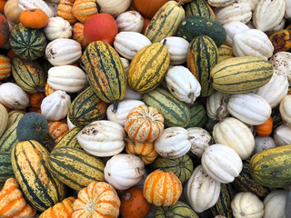 Selection of different colour pumpkins on the patch field during the harvest in October
