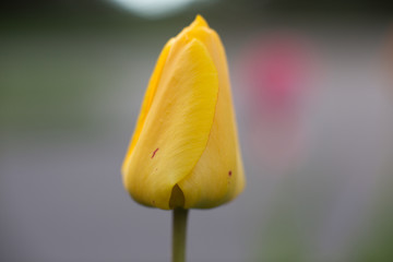 Obraz premium single yellow tulip