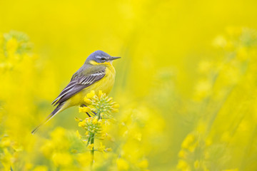 An adult yellow wagtail perched and singing on the blossom of a rapeseed field.