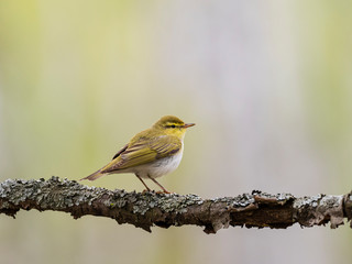 a very beautiful bird is sitting on a branch