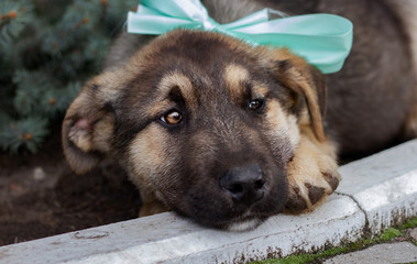 A brown dog lies under the tree on the ground and looks away
