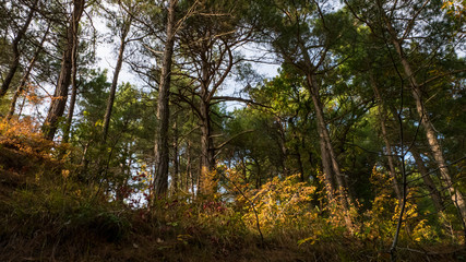 Tree in the forest in spring sunny warm day