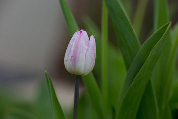 pink and white tulip flower